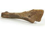 Fossil Hadrosaur (Edmontosaurus) Partial Tibia - Wyoming #316907-2